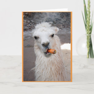 Llama eating carrot. card