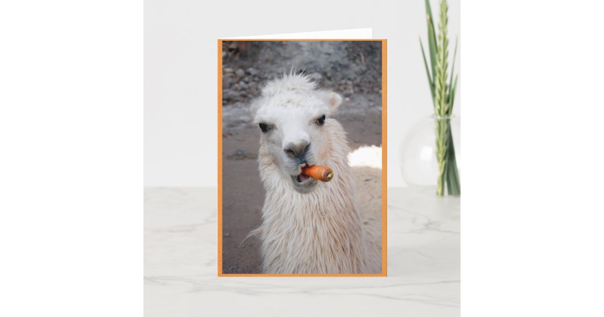 Llama eating carrot. card Zazzle