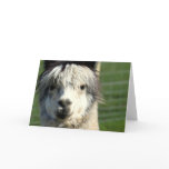 Llama Face Greeting Card