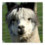 Llama Face Poster