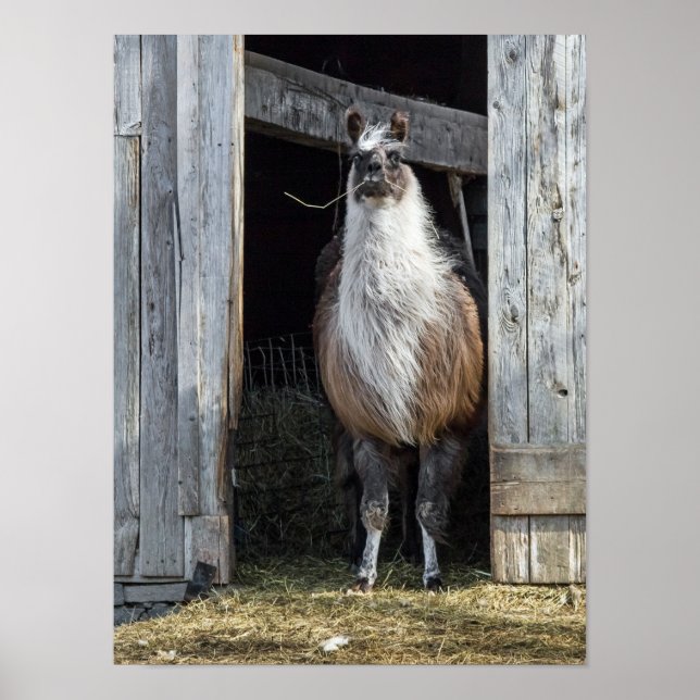 Llama, Greeting The Day Poster (Front)