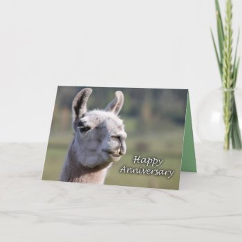 Llama Happy Anniversary |happy Anniversary Card by boopboopadup at Zazzle