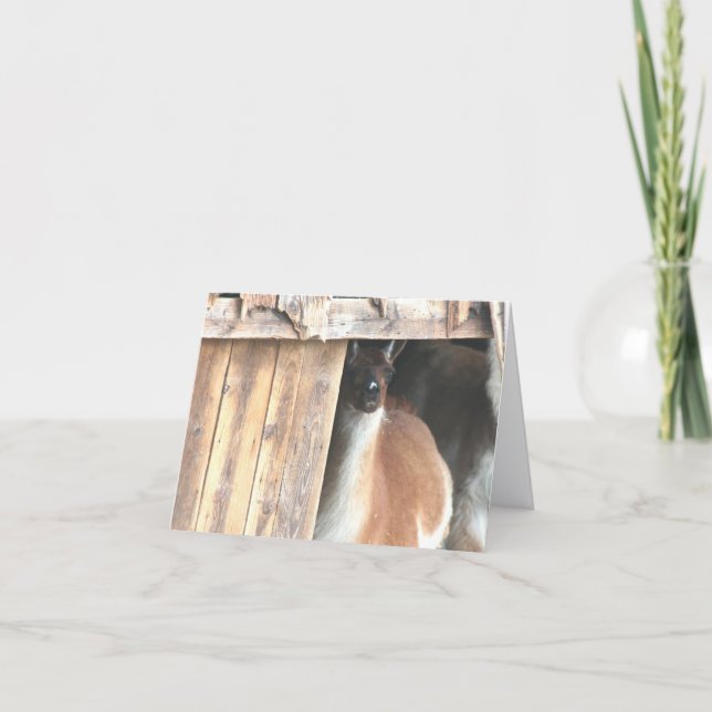 Llama In Barn Farm Animal Personalized Note Card (Front)