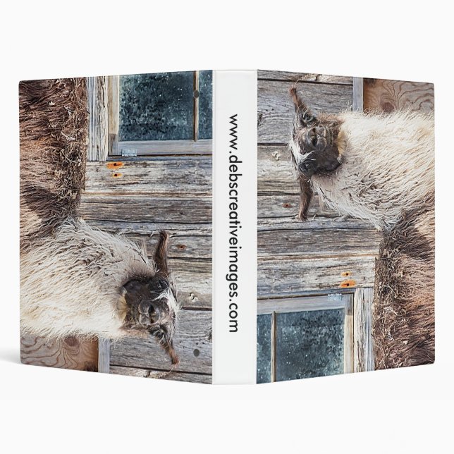 Llama in front of a barn binder (Background)