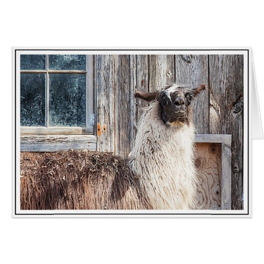 Llama in front of a barn cards (Front Horizontal)