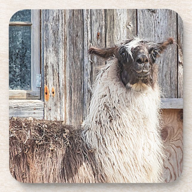 Llama in front of a barn coaster (Front)