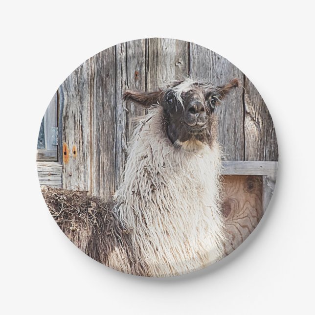 Llama in front of a barn paper plates (Front)