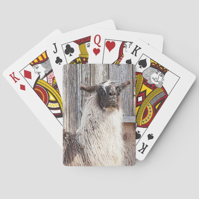 Llama in front of a barn poker cards (Back)