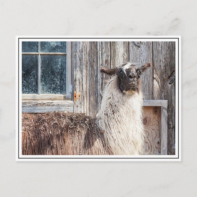 Llama in front of a barn postcard (Front)