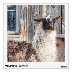 Llama in front of a barn wall decal