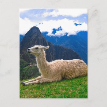 Llama In Machu Picchu Postcard by The_Everything_Store at Zazzle