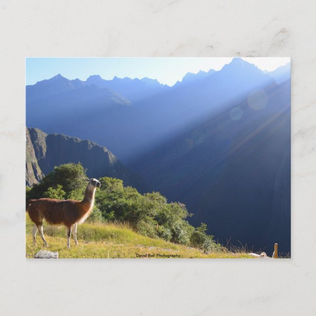 Llama in the Andes Postcard (Front)