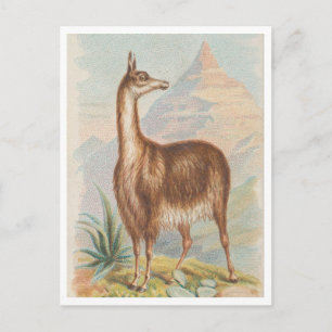 Llama in the Mountains Vintage Artwork Postcard