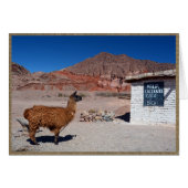 Llama in the Quebrada de Cafayate, Argentina (Front Horizontal)