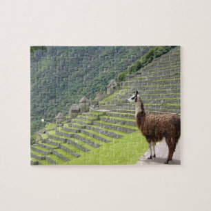 llama jigsaw puzzle