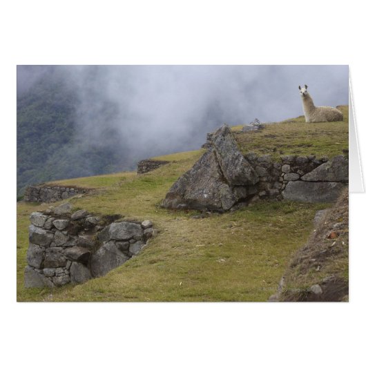 Llama (Lama glama) amongst the Inca terraces at (Front Horizontal)