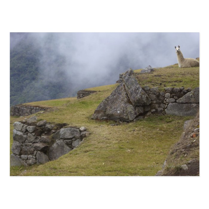 Llama (Lama glama) amongst the Inca terraces at Postcard