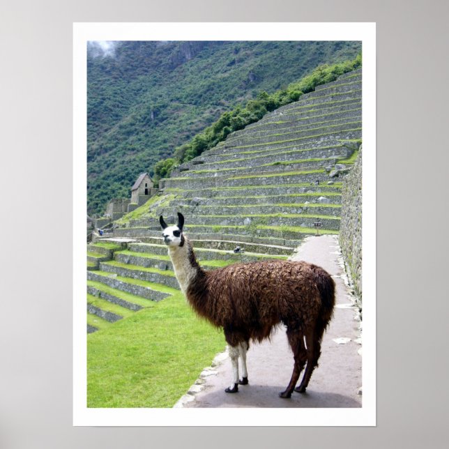 llama looks border poster (Front)