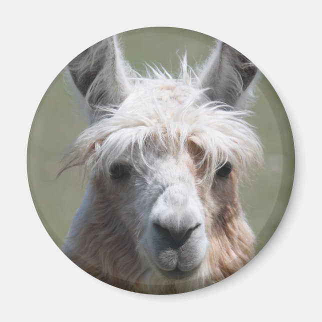 Llama Magnet (Front)