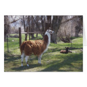 Llama Mama and Baby Lama (Front Horizontal)