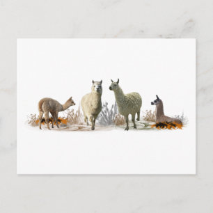 Llama Meadow Postcard