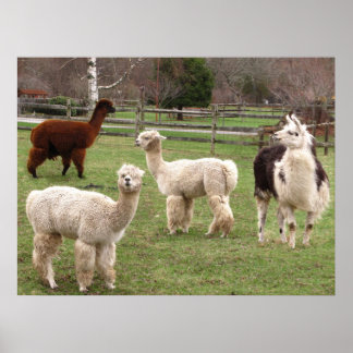 Llama Melange ~ print