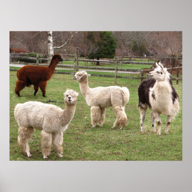 Llama Melange ~ print (Front)