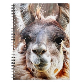 Llama Notebook by Vanillaextinctions at Zazzle