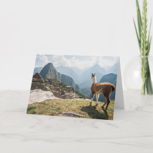 Llama Overlooking Bad  Machu Picchu Peru Card