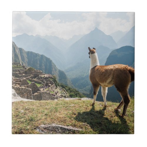 Llama Overlooking Ruins  Machu Picchu Peru Ceramic Tile