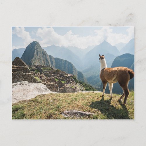 Llama Overlooking Ruins  Machu Picchu Peru Postcard
