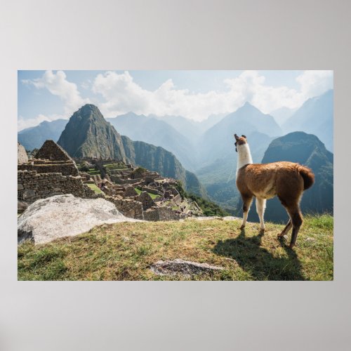 Llama Overlooking Ruins  Machu Picchu Peru Poster