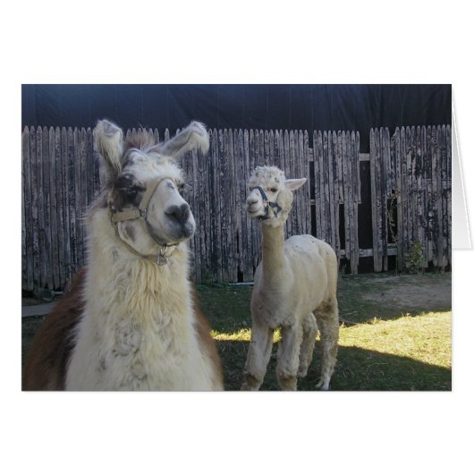 llama pals! cards (Front Horizontal)