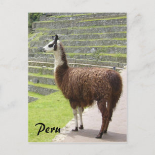 llama peru postcard