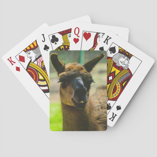Llama Poker Cards (Back)