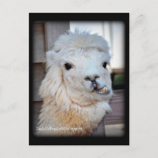 Llama Postcard