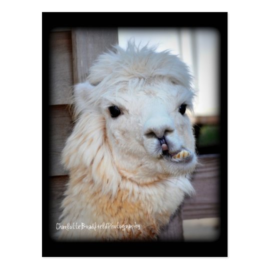 Llama Postcard