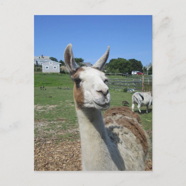 Llama Postcard (Front)
