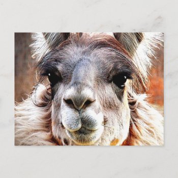 Llama Postcard by Vanillaextinctions at Zazzle