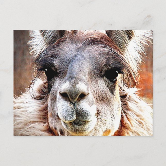 Llama Postcard (Front)