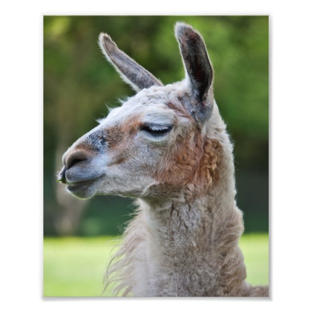 Llama Print (Front)