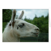 Llama Smiling (Front Horizontal)