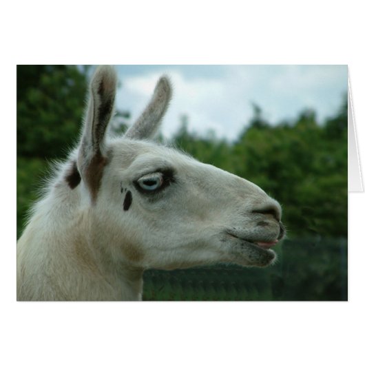Llama Smiling (Front Horizontal)