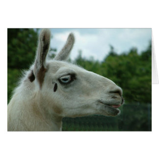 Llama Smiling Cards