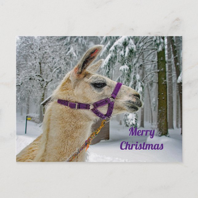 Llama Snow Photo Christmas Postcard (Front)