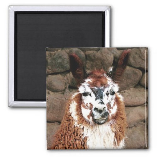 llama stare magnet