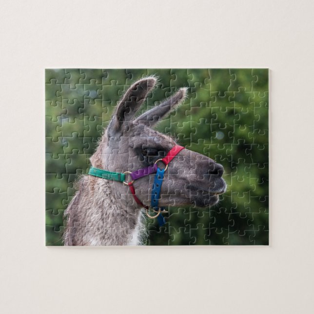 Llama Superiority Jigsaw Puzzle (Horizontal)