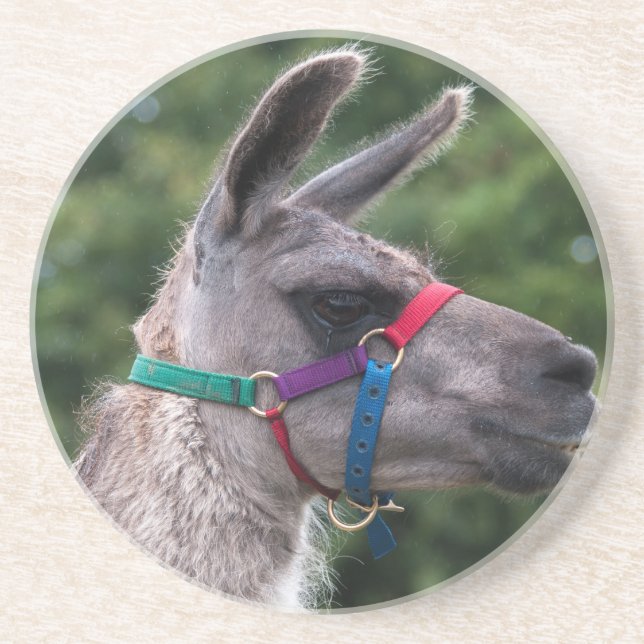 Llama Superiority Sandstone Coaster (Front)