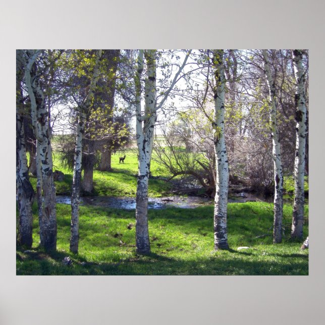 Llama Through Trees Poster (Front)