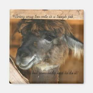 Llama Too Cute Funny Animal Magnet
